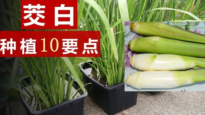 白条怎么套出来用