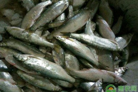 白条猪最新价格行情解析