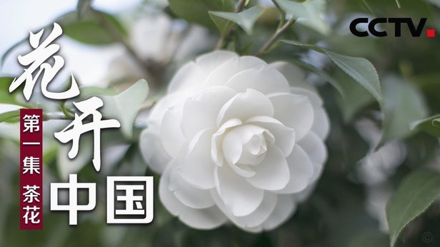 花呗现象 平台有哪些