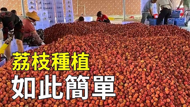 便荔卡包合同全解析