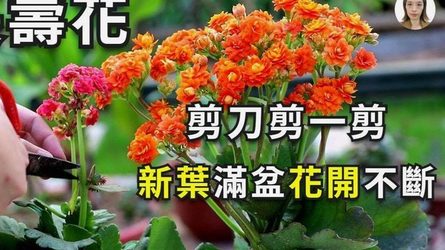花束包装艺术指南