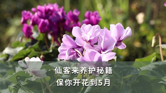 2021：如何利用消费分期实现资金周转？