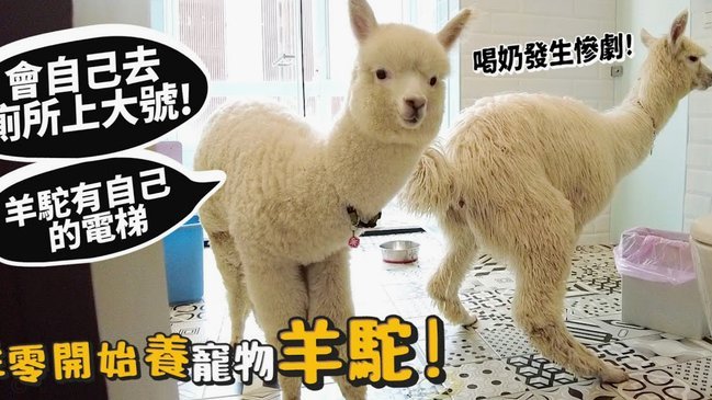 羊小羊套现收益要点解析