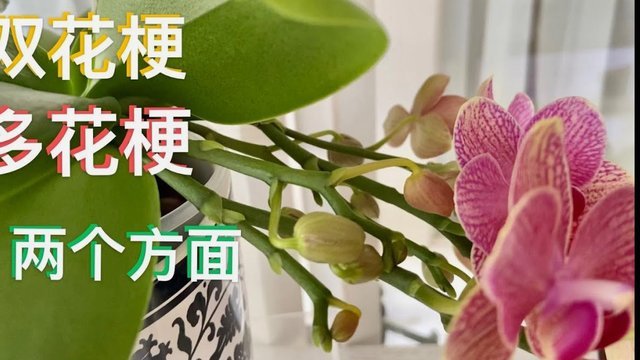 花呗安全使用指南
