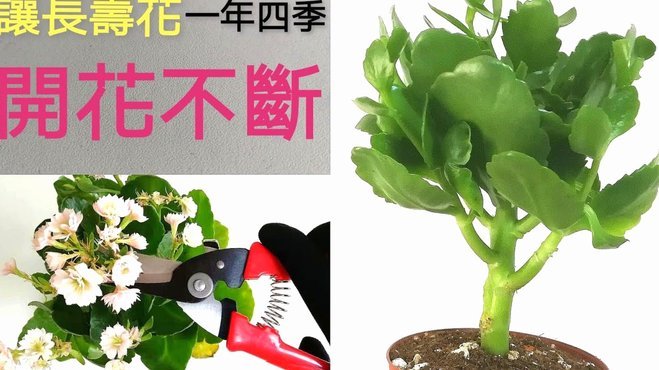 拿去花的额度怎样能够套出来钱