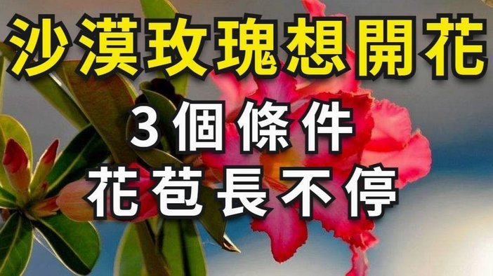花呗的退款金额怎么领取