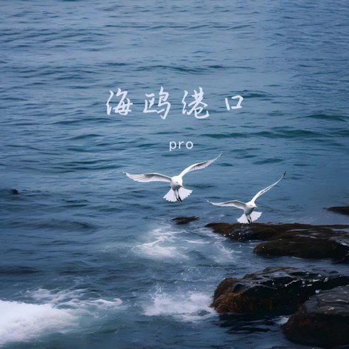 海鸥会二次繁殖吗？