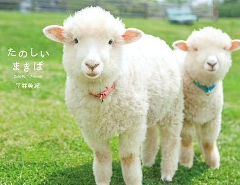 购物额度也能变现？羊小咩教你轻松搞定