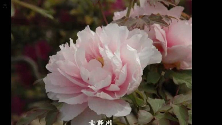 套花呗哪里可以买东西